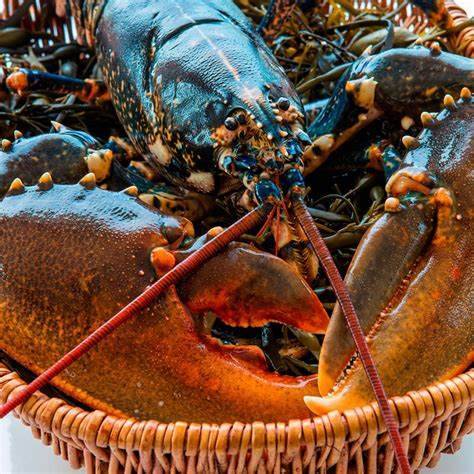 Restaurant réputé où manger un homard proche Bolbec 76210 en Seine-Maritime