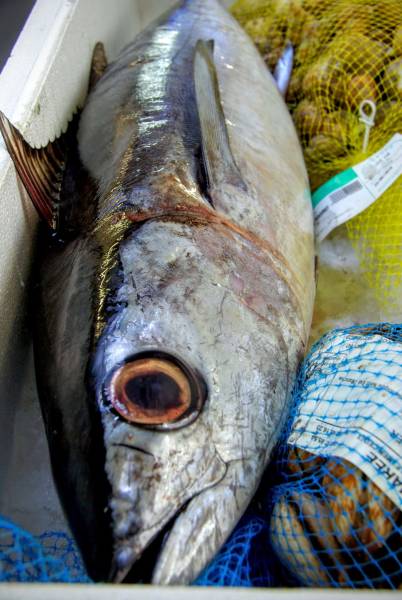 Maquereaux marinés filets poisson bleu restaurant au Havre
