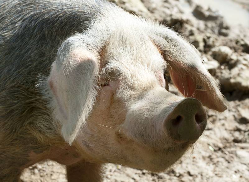 Le Cochon de Bayeux : une viande locale sublimée par le savoir-faire charcutier du Chef Pascal Bisson au Havre.