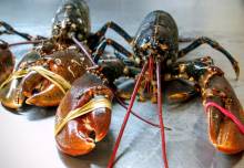 Nos prestations sur le secteur de proche Bolbec 76210 en Seine-Maritime