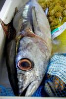 Nos prestations sur le secteur de Le Havre 76600 en Normandie